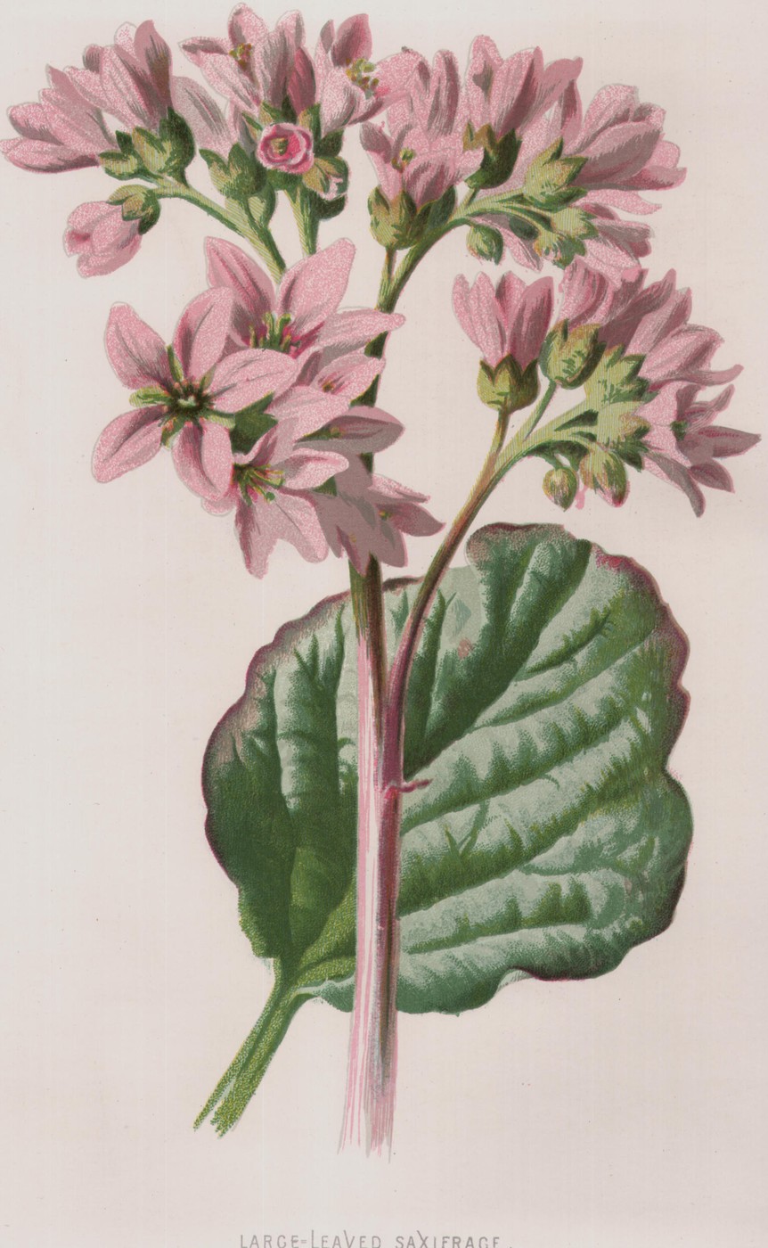 Large-Leaved Saxifrage