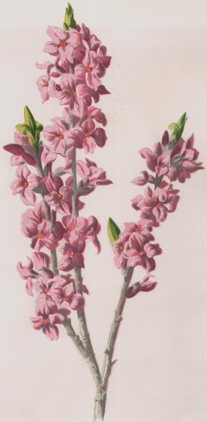 Miniature Mallow — the plate from the book