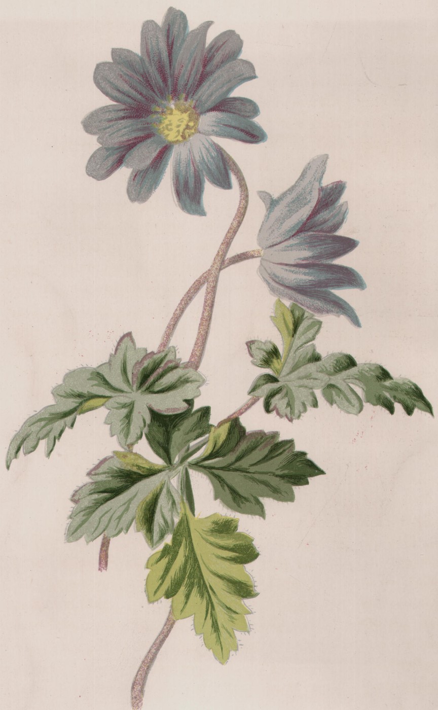 The Mezereon — the plate from the book