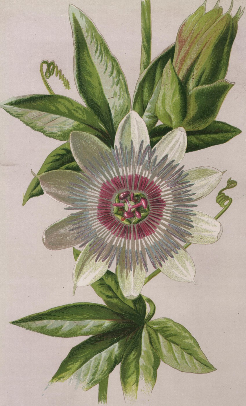 Siberian Squill — the plate from the book