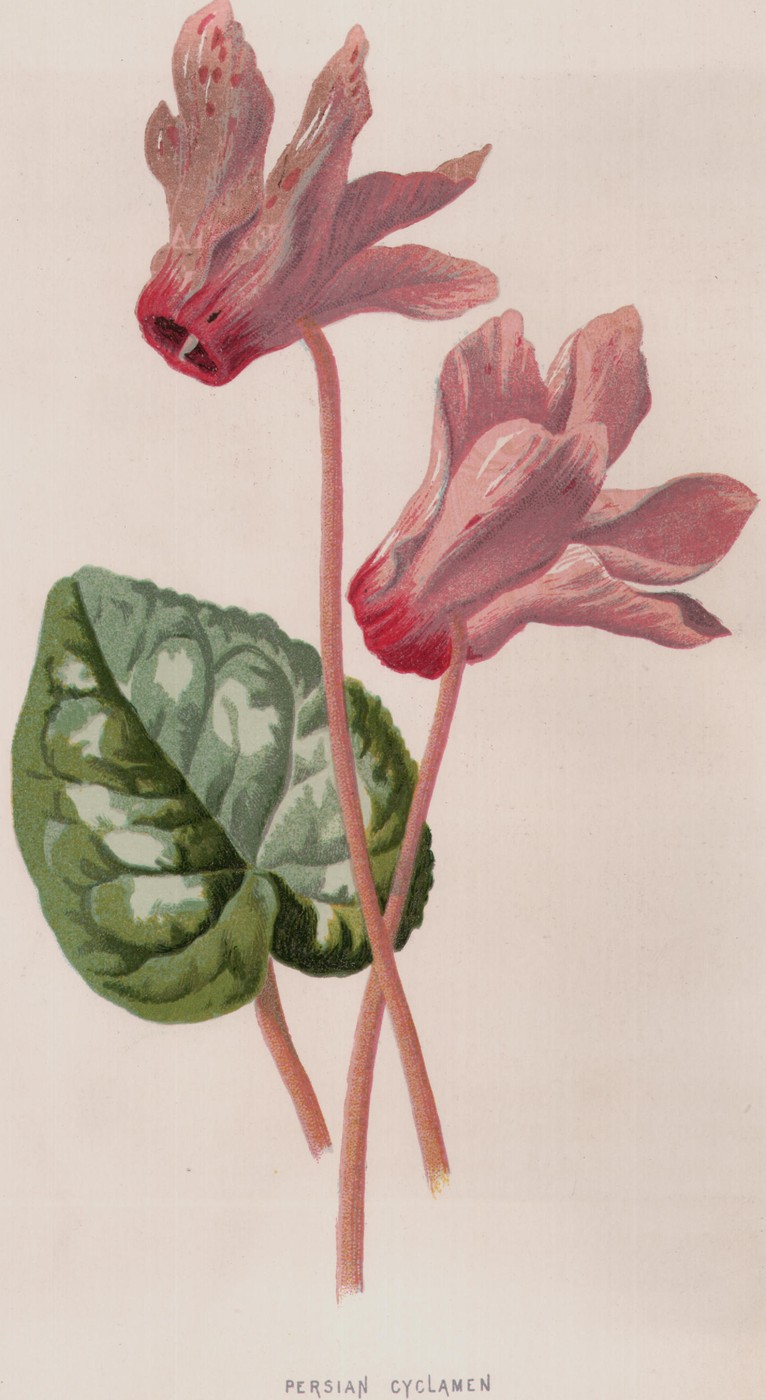 Abyssinian Primrose — the plate from the book