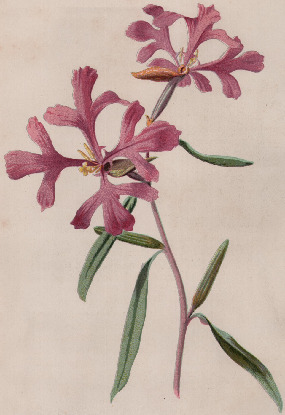 Rosy Clarkia