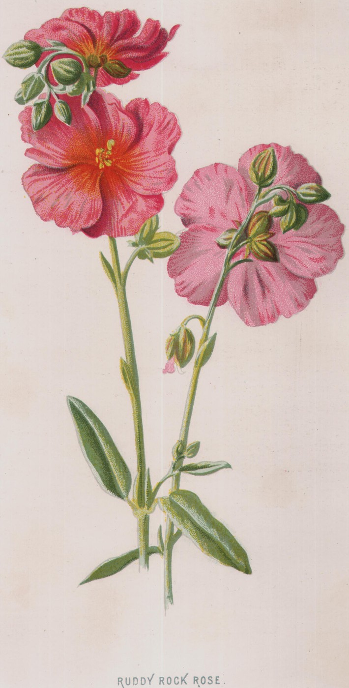 The Syringa — the plate from the book