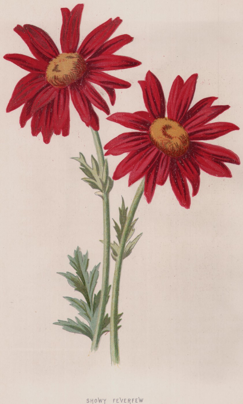 Mountain Wind-Flower — the plate from the book
