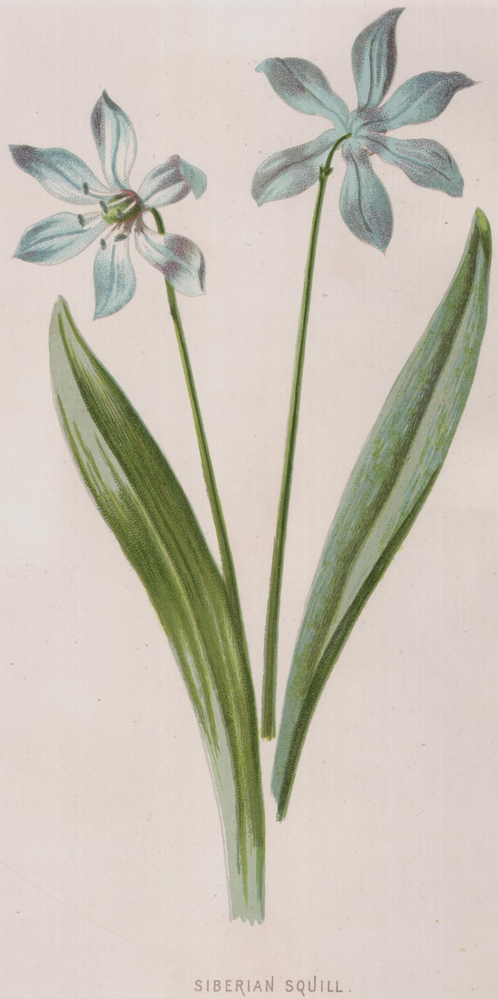 Primula, or China Primrose — the plate from the book