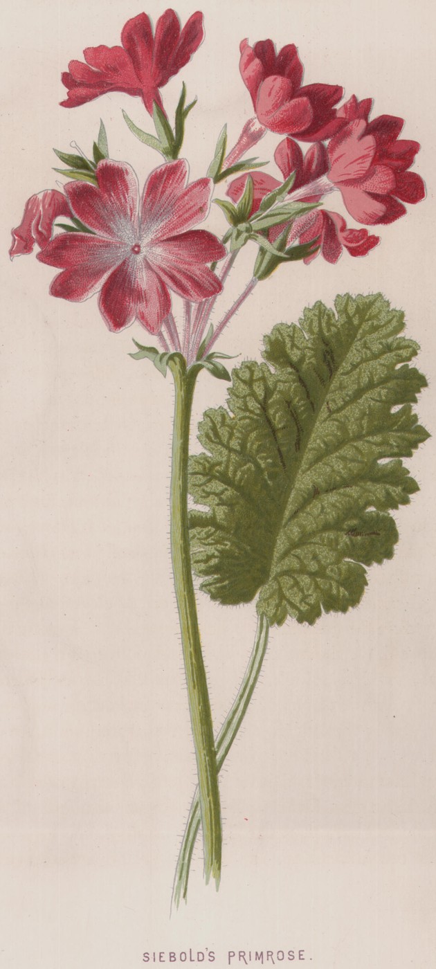 Double Buttercup — the plate from the book