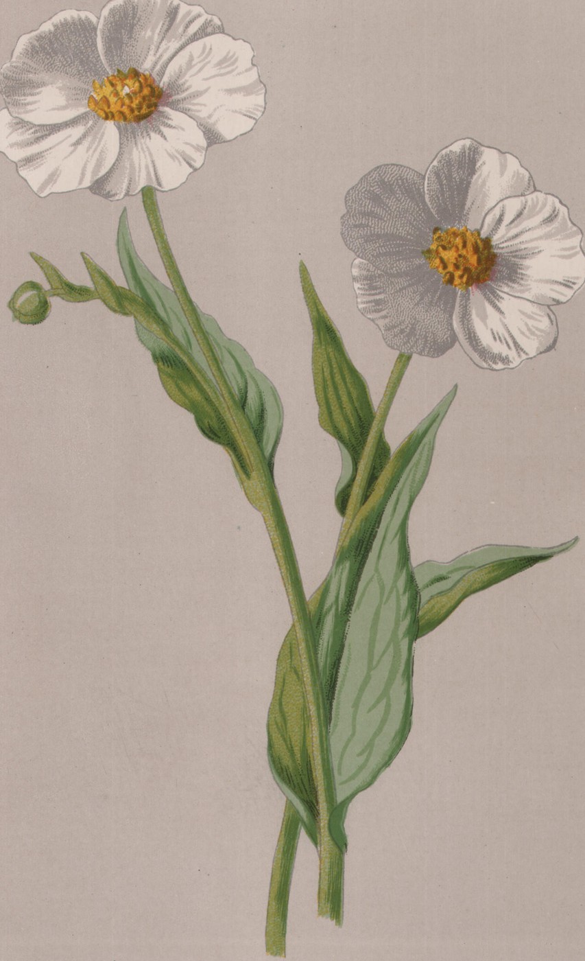 Double Primrose — the plate from the book