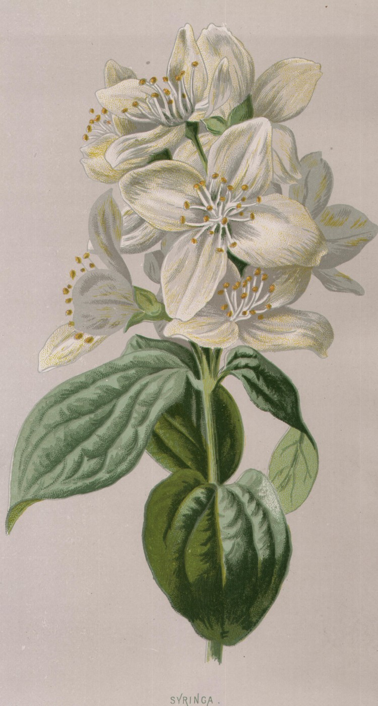 Greek Valerian — the plate from the book