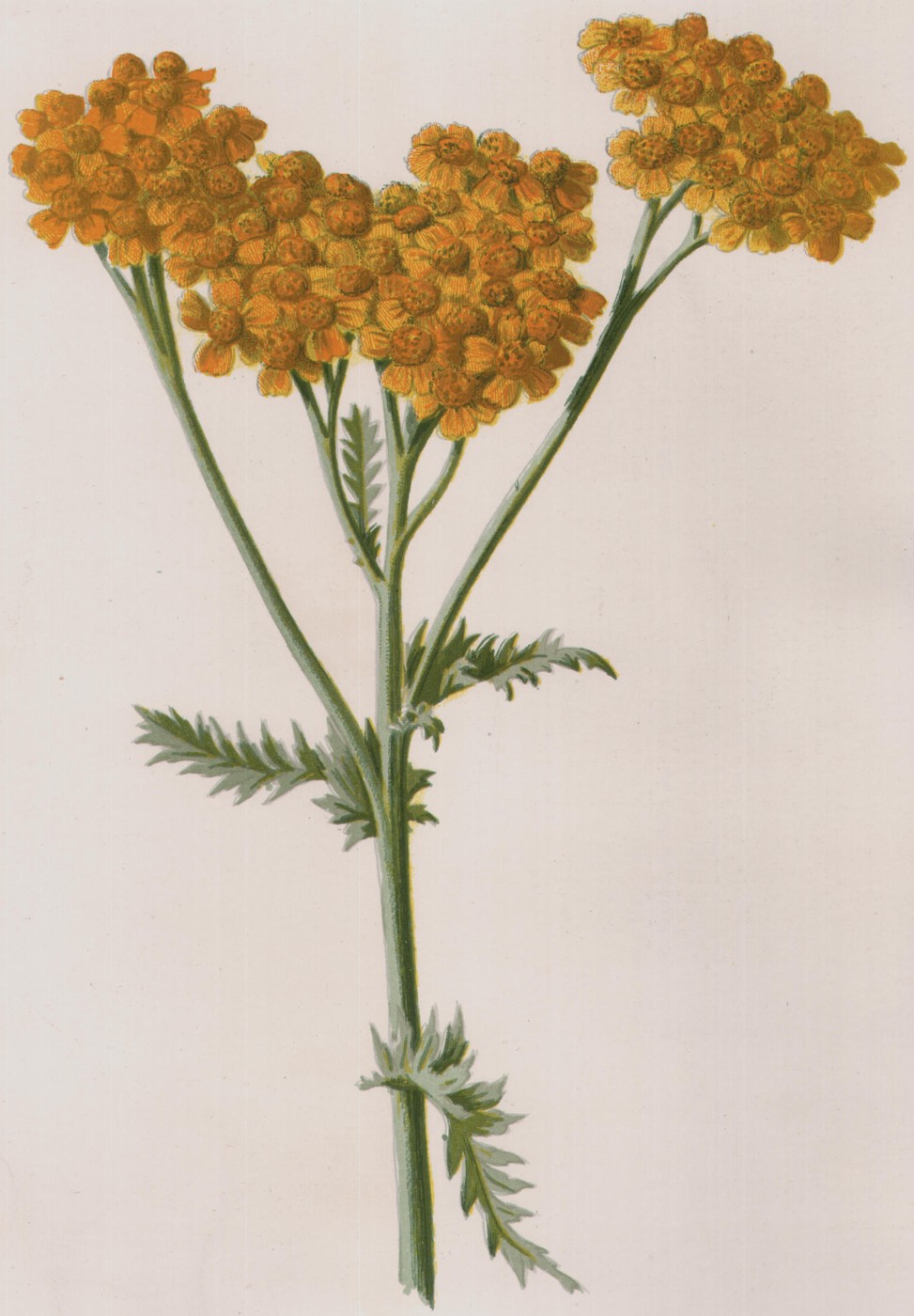 Large-Leaved Saxifrage — the plate from the book