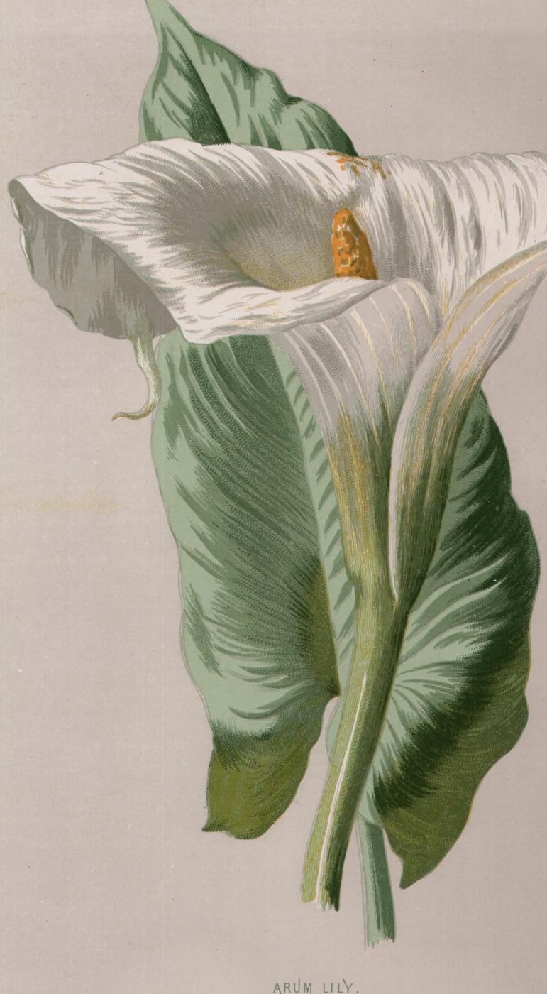 The Calceolaria — the plate from the book