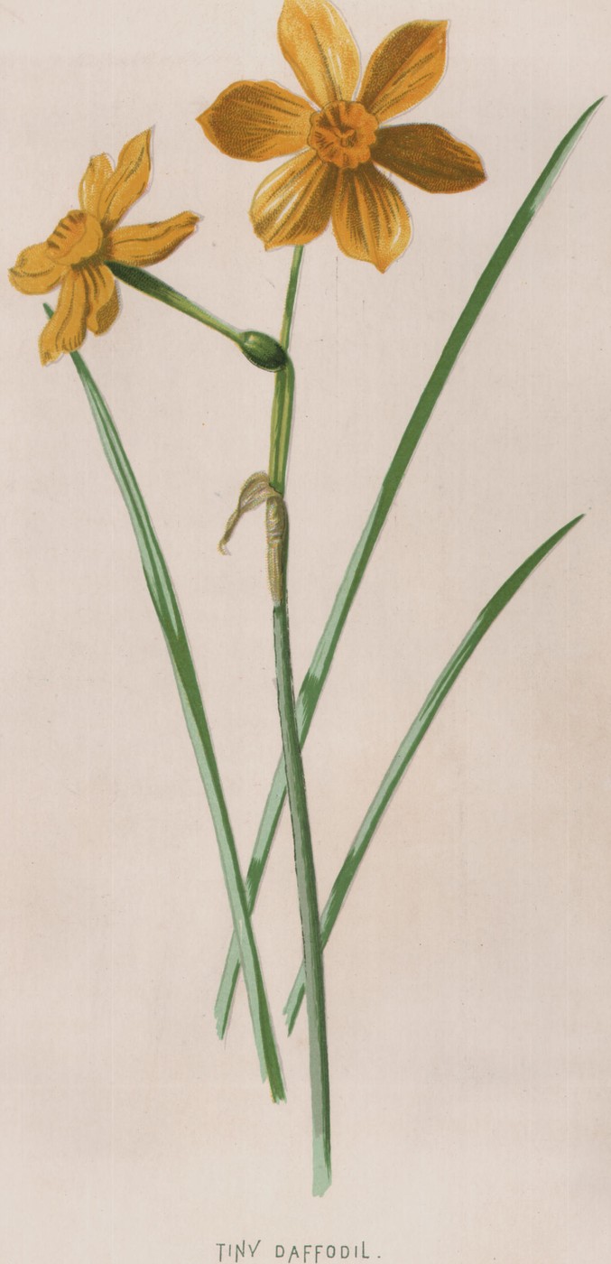 Tiny or Rush Daffodil