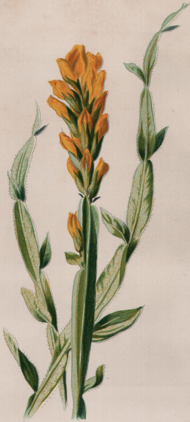 Yellow Heath — the plate from the book
