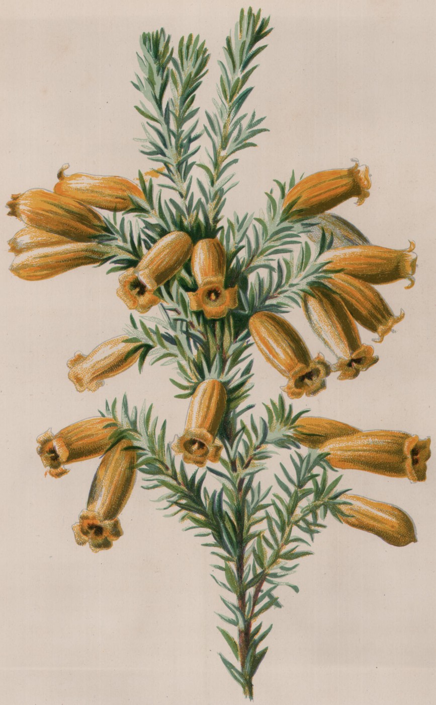 Siebold's Primrose — the plate from the book