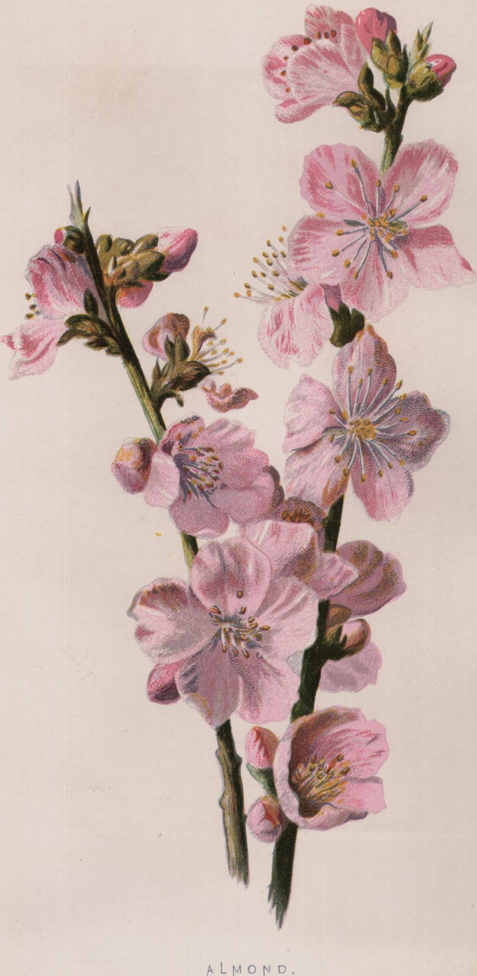 Cytisus, or Leafy Broom — the plate from the book