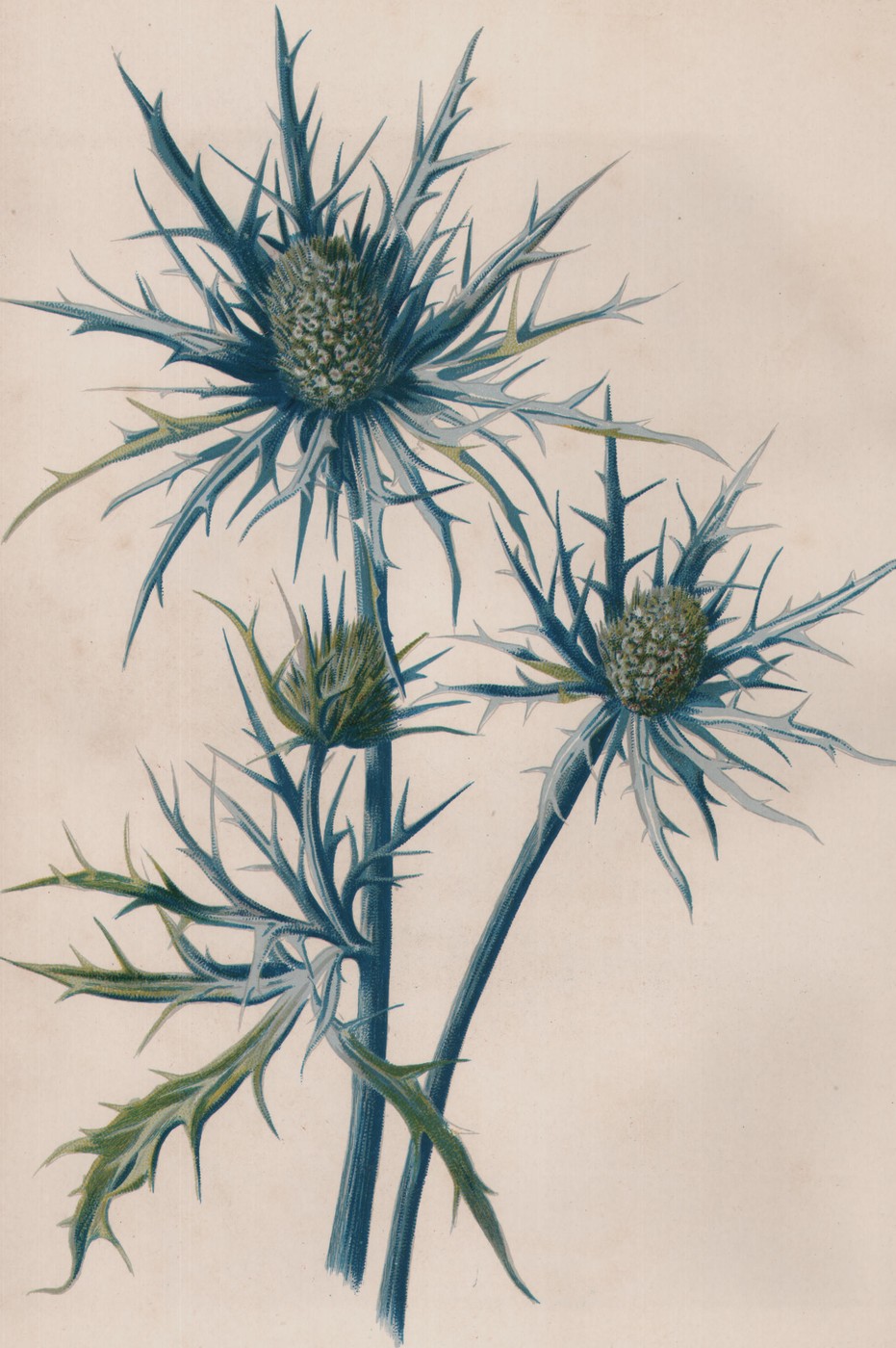 Single Dahlia — the plate from the book