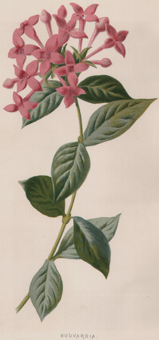 Japanese Anemone — the plate from the book
