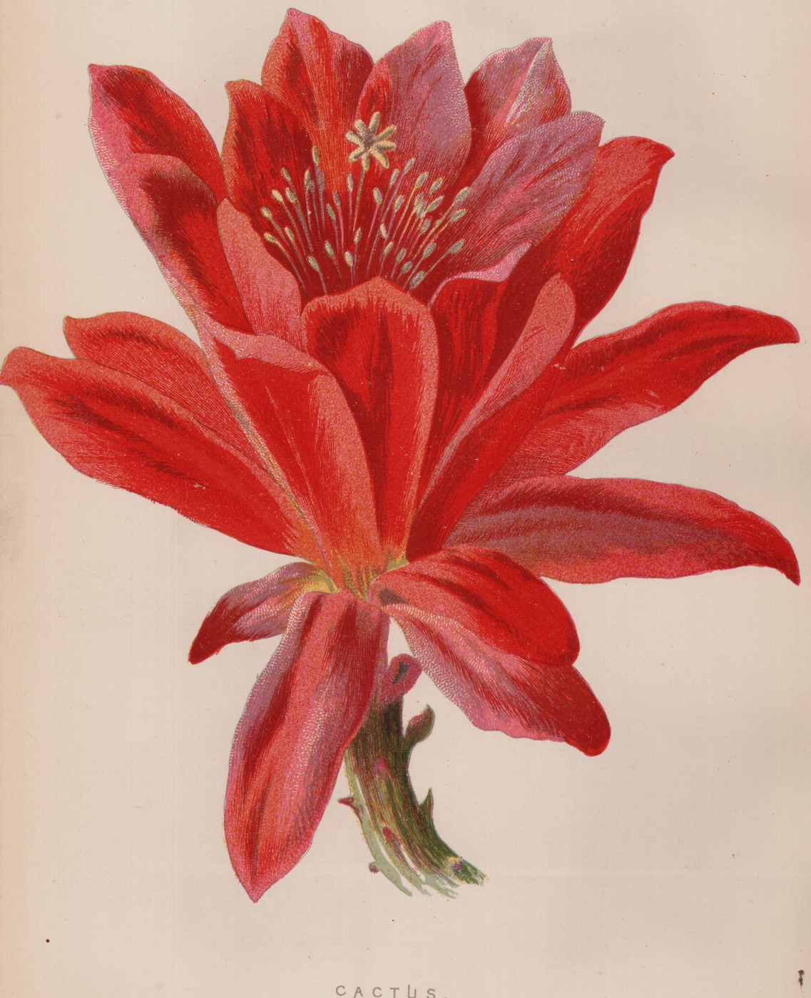 African Lily — the plate from the book