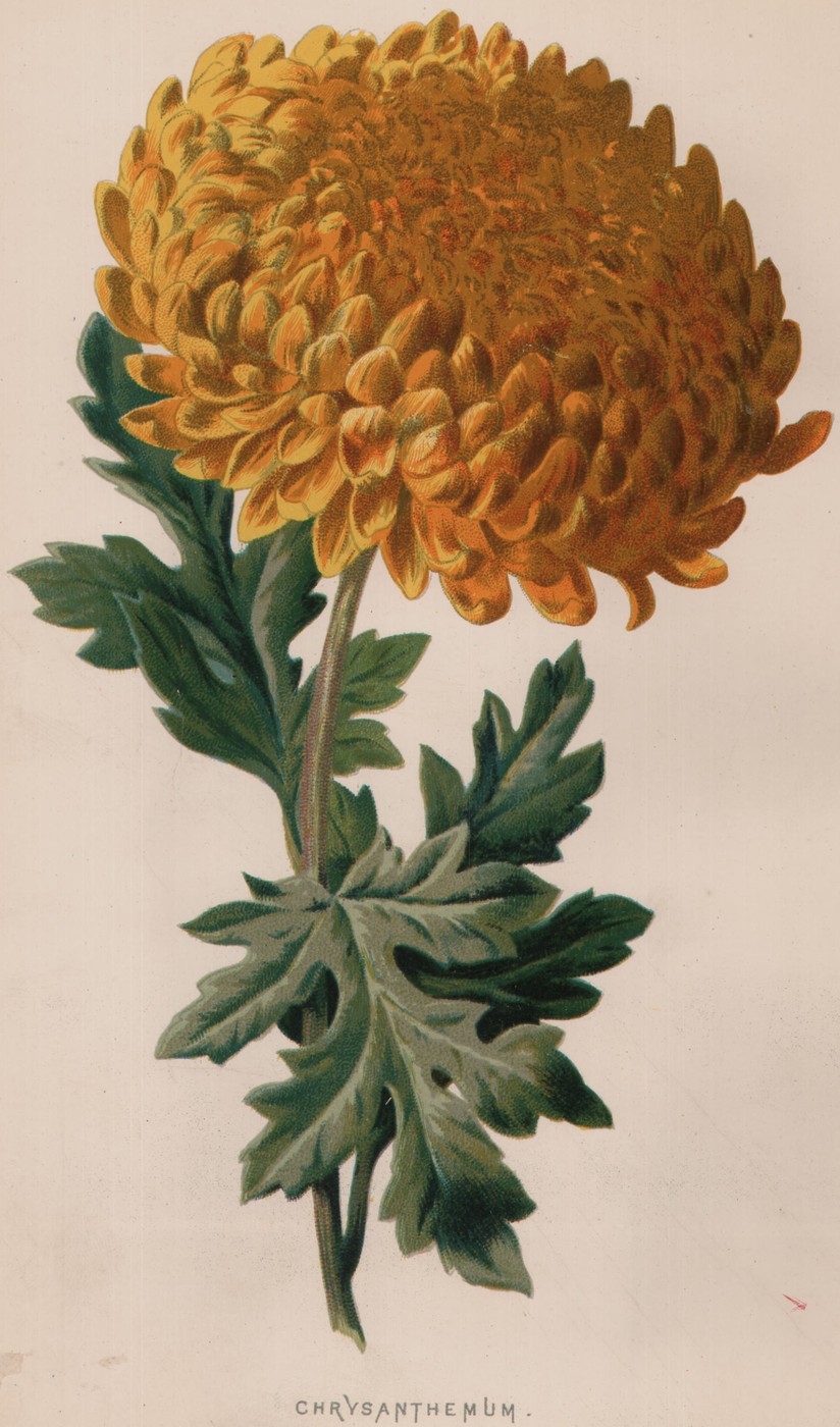 Lapageria — the plate from the book