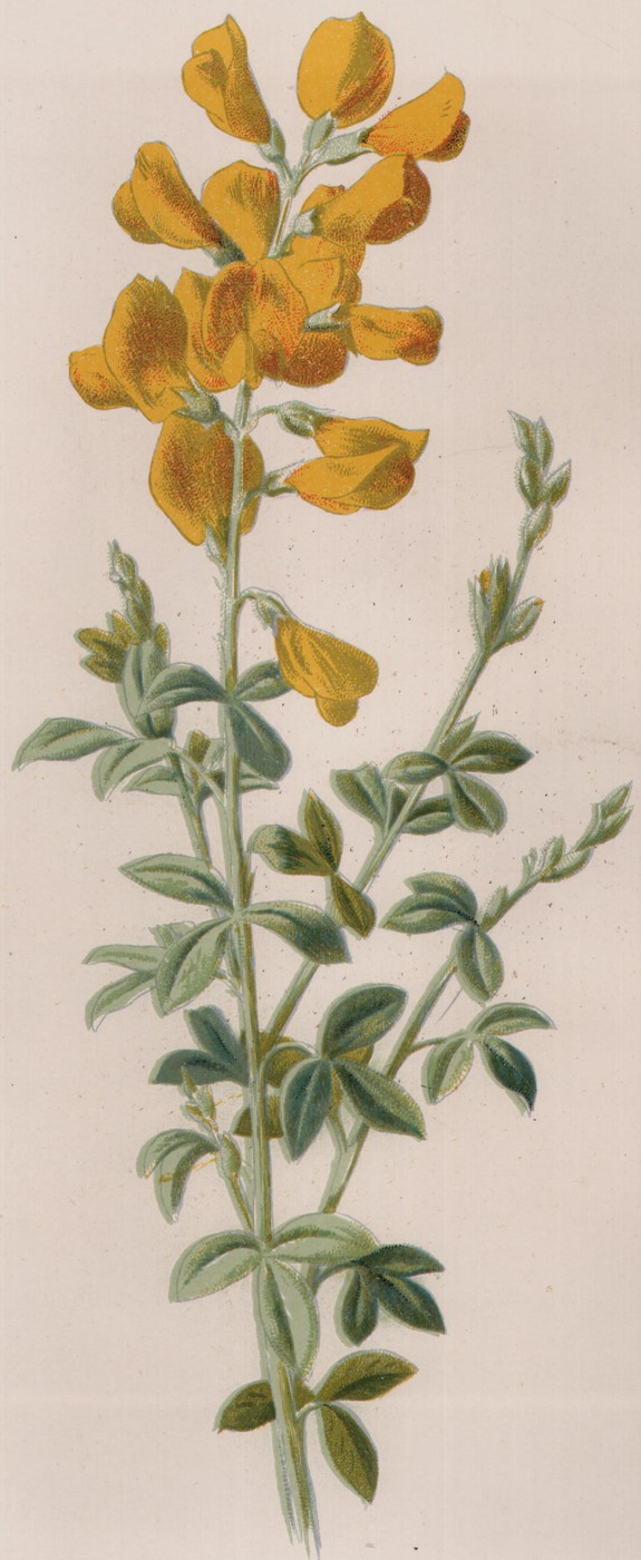 Lily of the Valley — the plate from the book