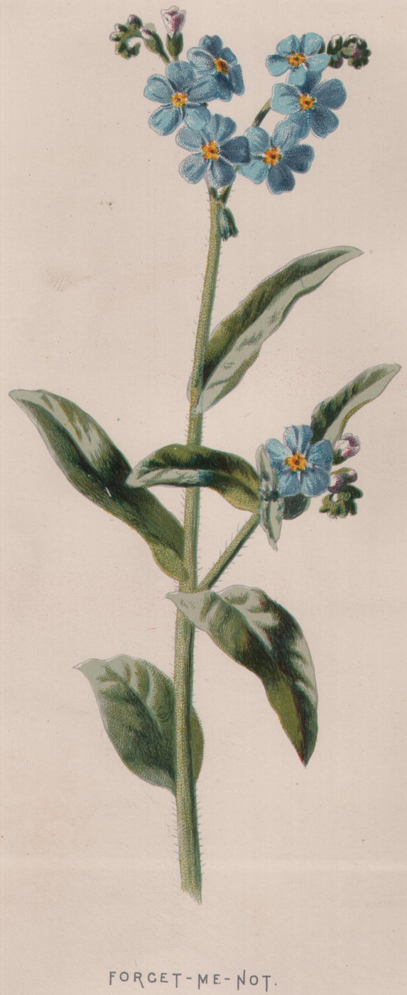 Yellow Jasmine — the plate from the book
