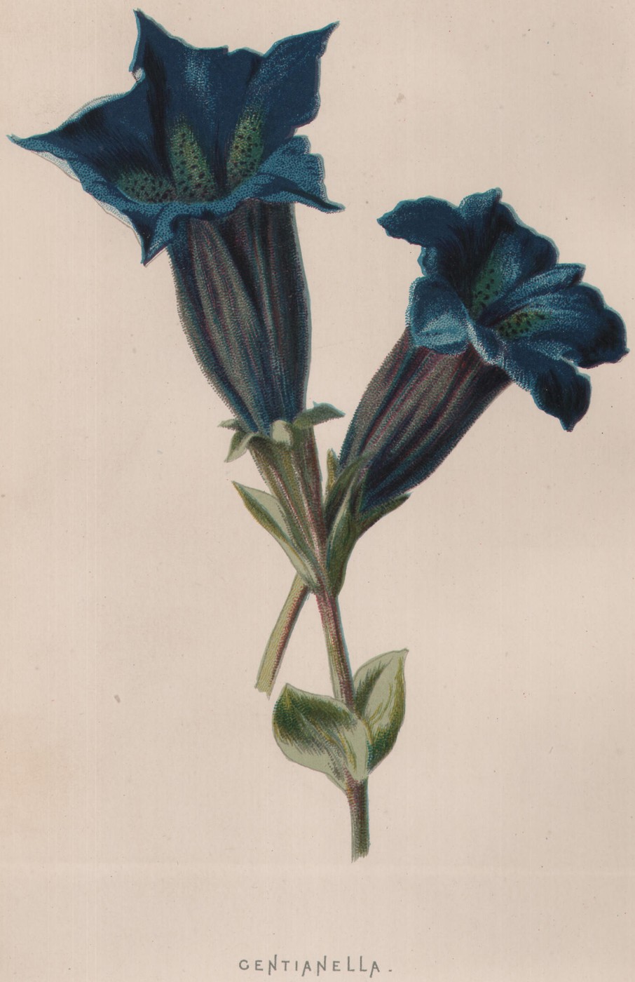 Gentianella