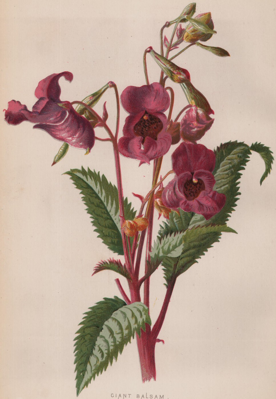 Hollyhock — the plate from the book