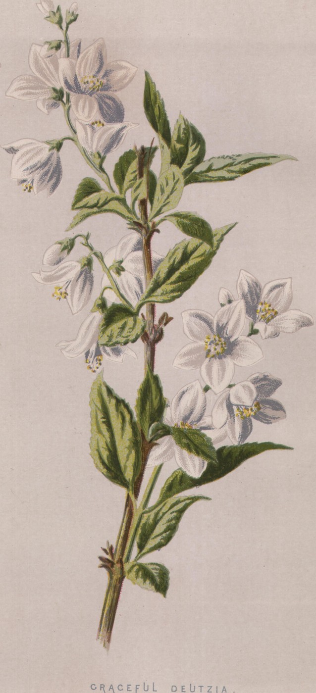 Foxglove — the plate from the book