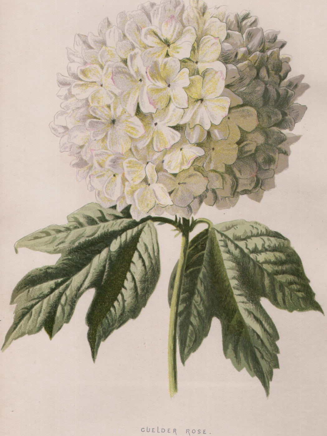Hyacinth — the plate from the book