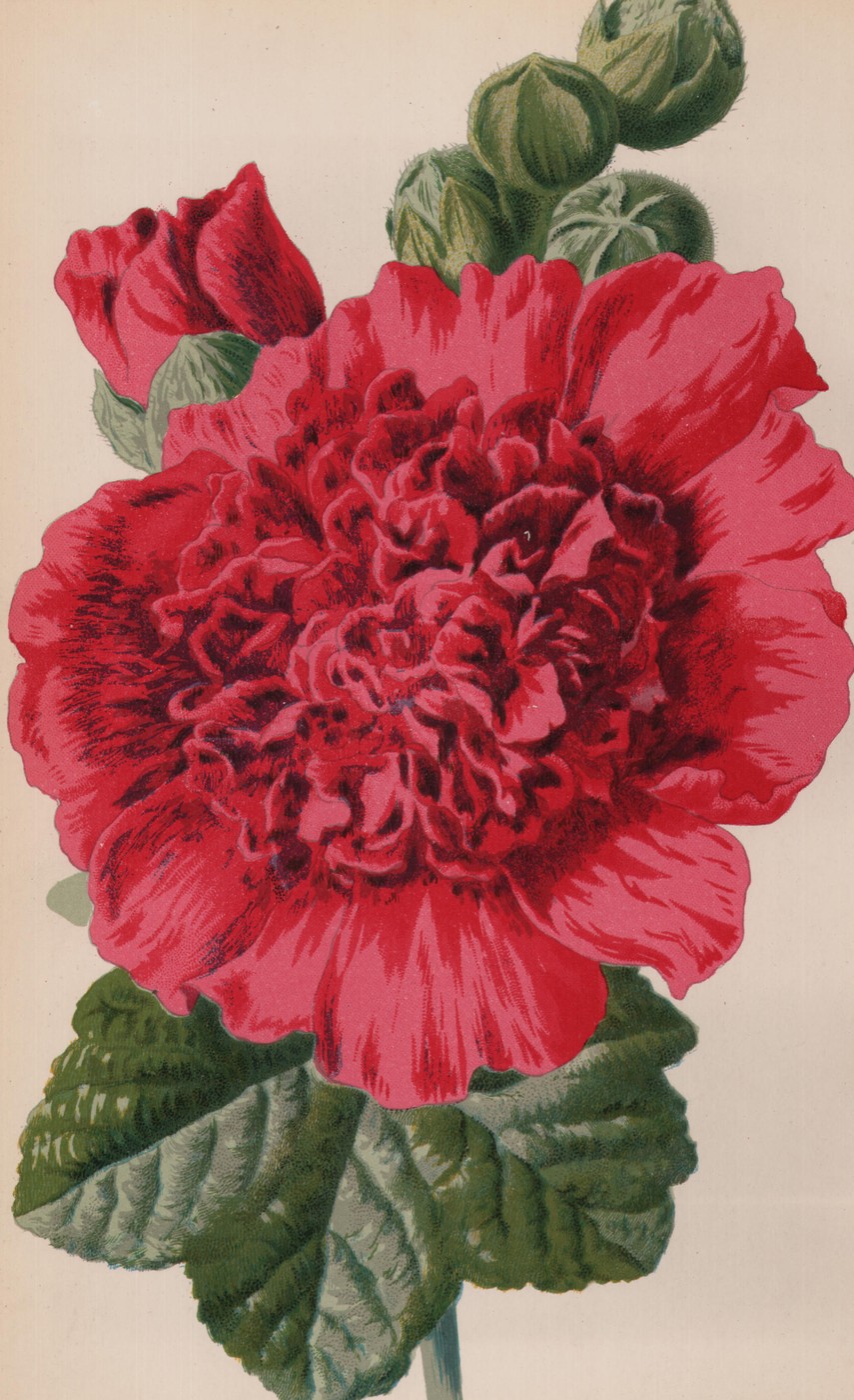 Major Convolvulus — the plate from the book