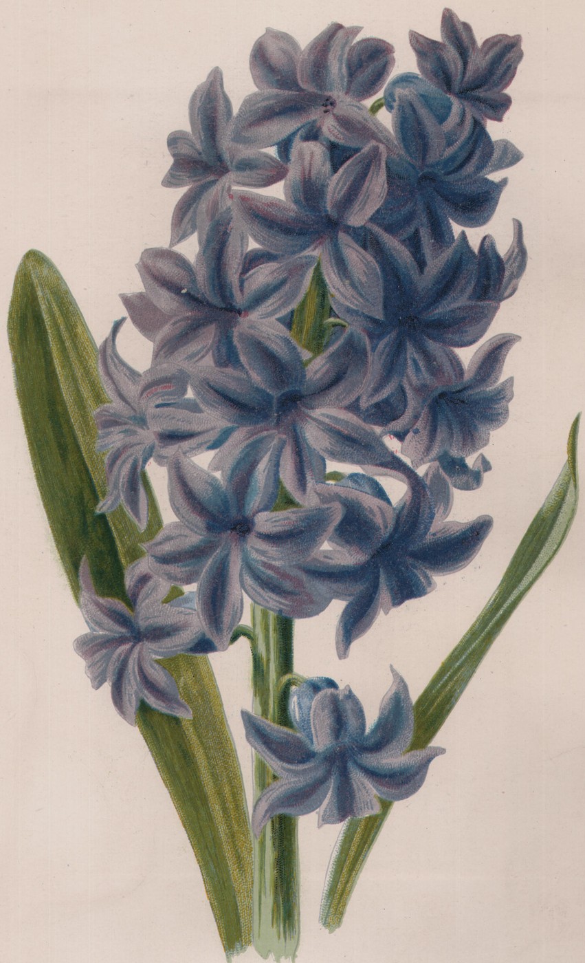 Hydrangea — the plate from the book