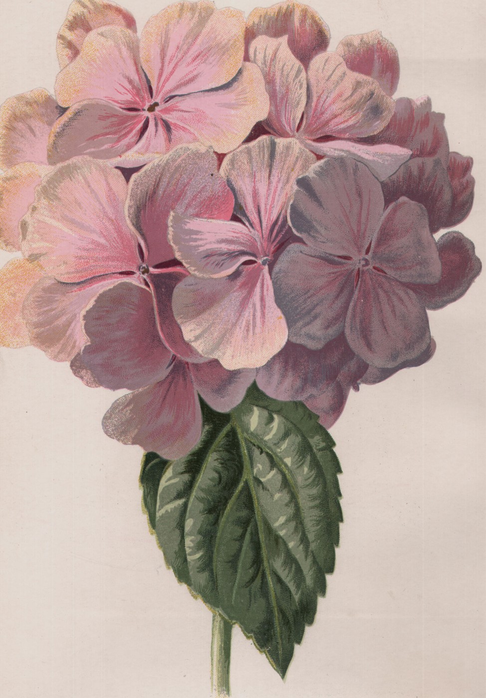 Salvia, or Bolivian Sage — the plate from the book