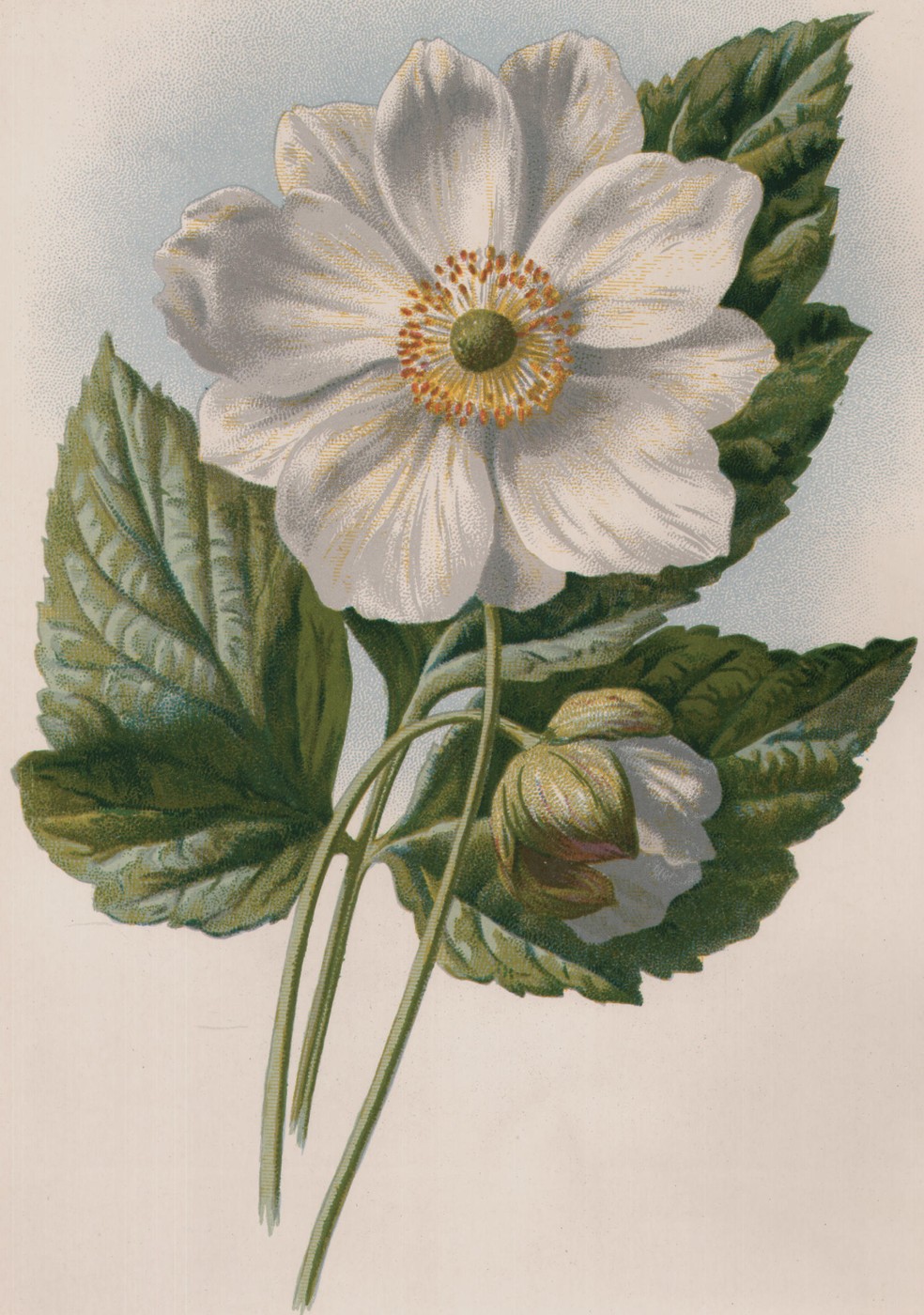 Cactus — the plate from the book