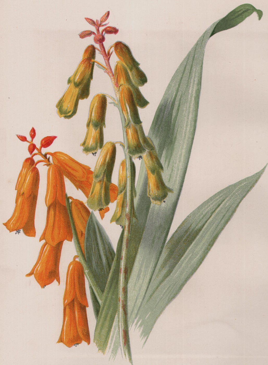 Wistaria — the plate from the book