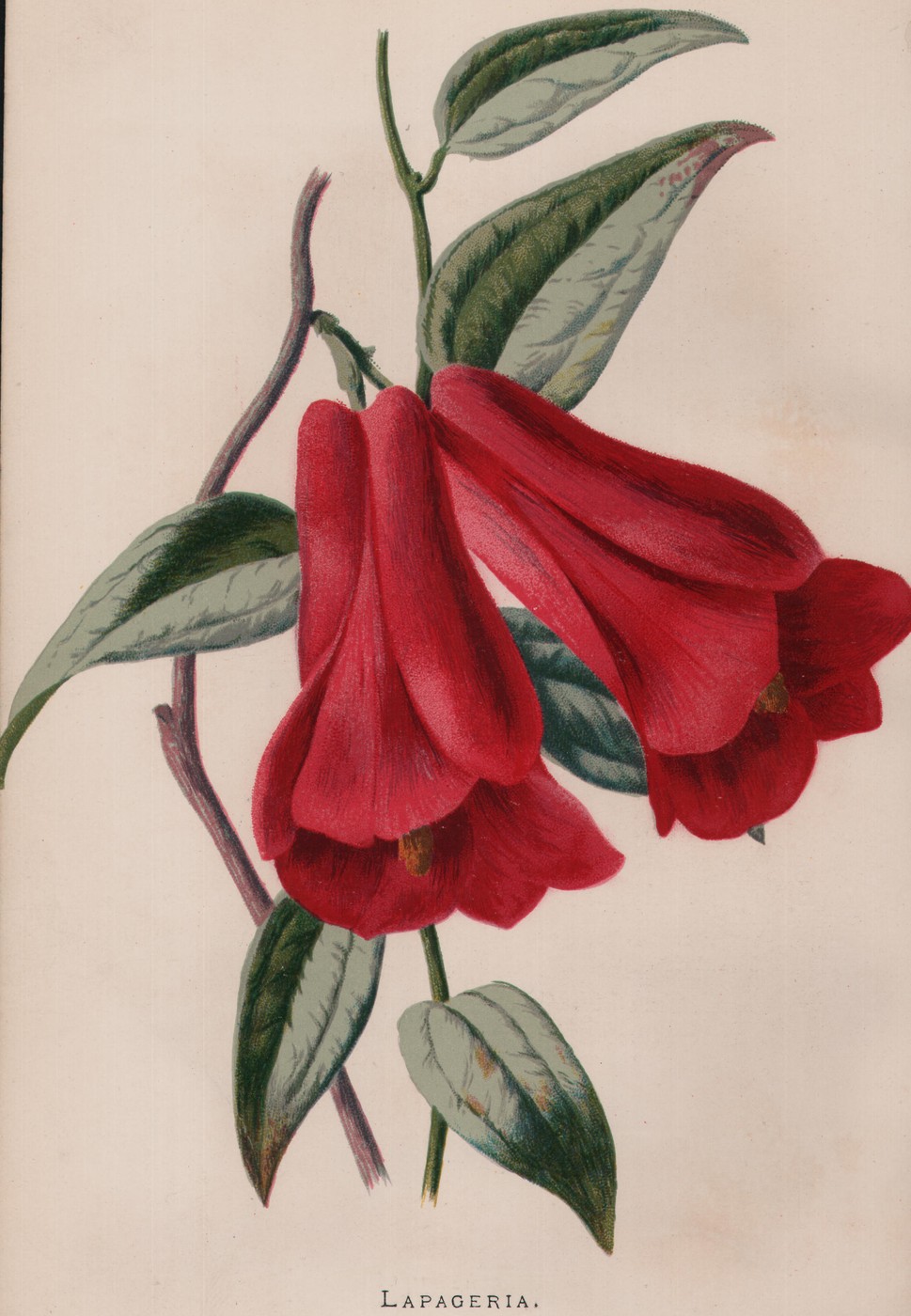 Lily of the Field — the plate from the book