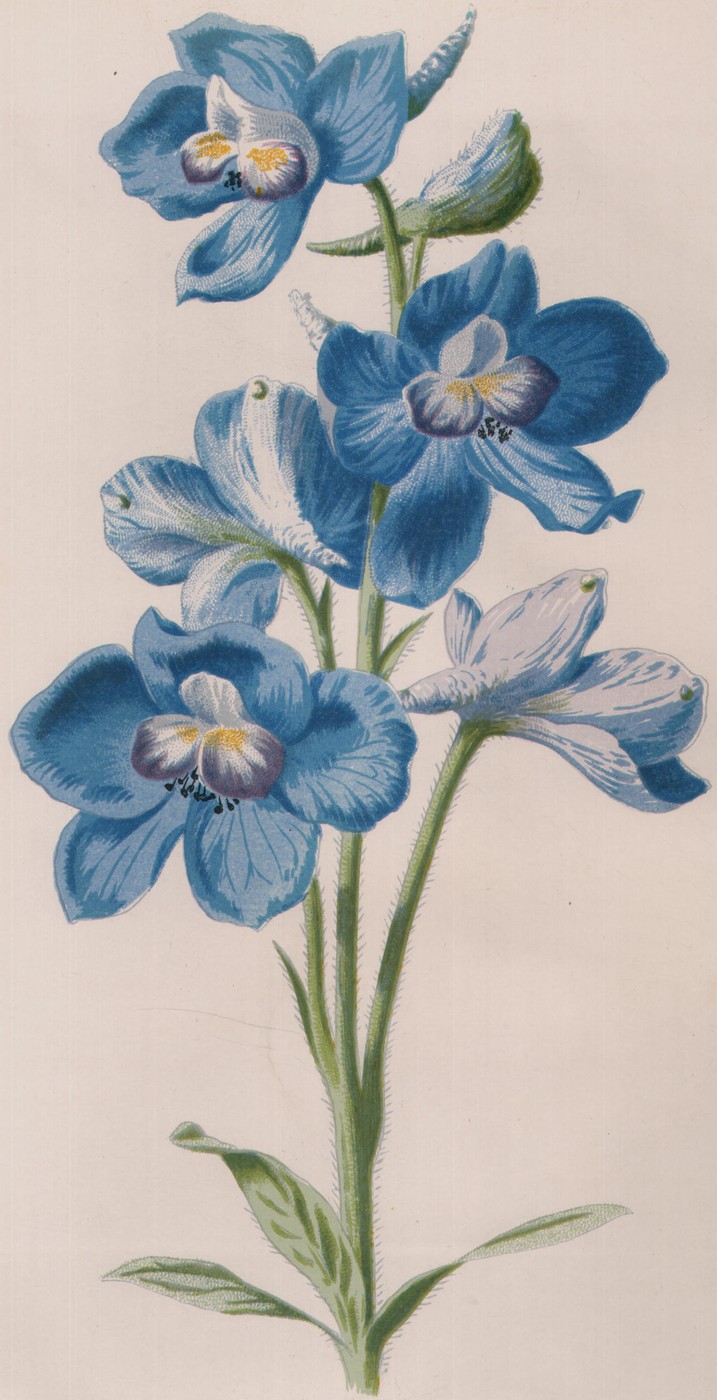 Larkspur