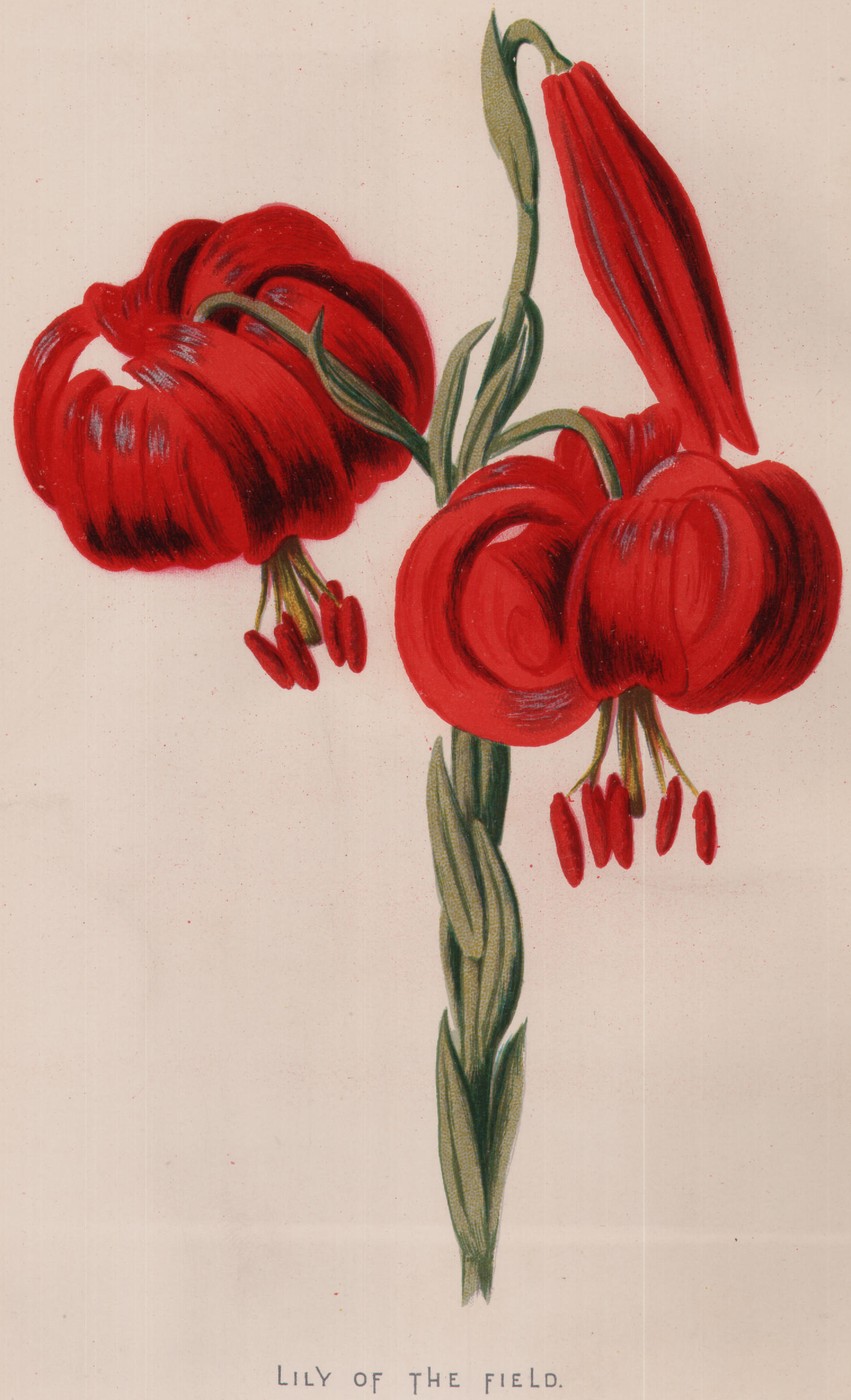 Border Pinks — the plate from the book