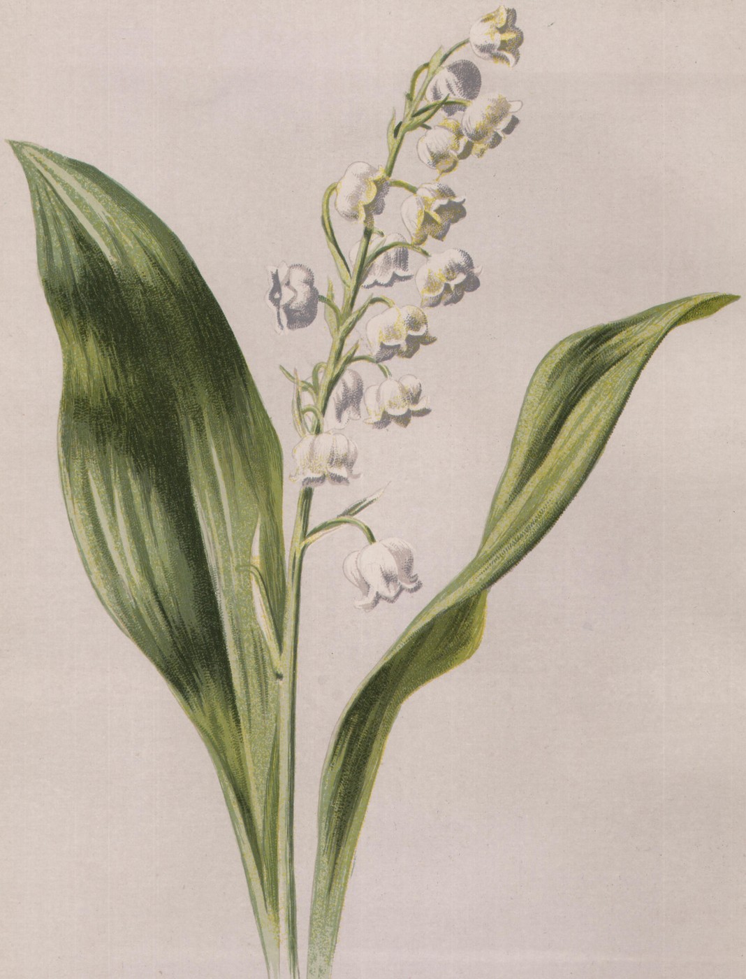 Lachenalia, or Cape Cowslip — the plate from the book