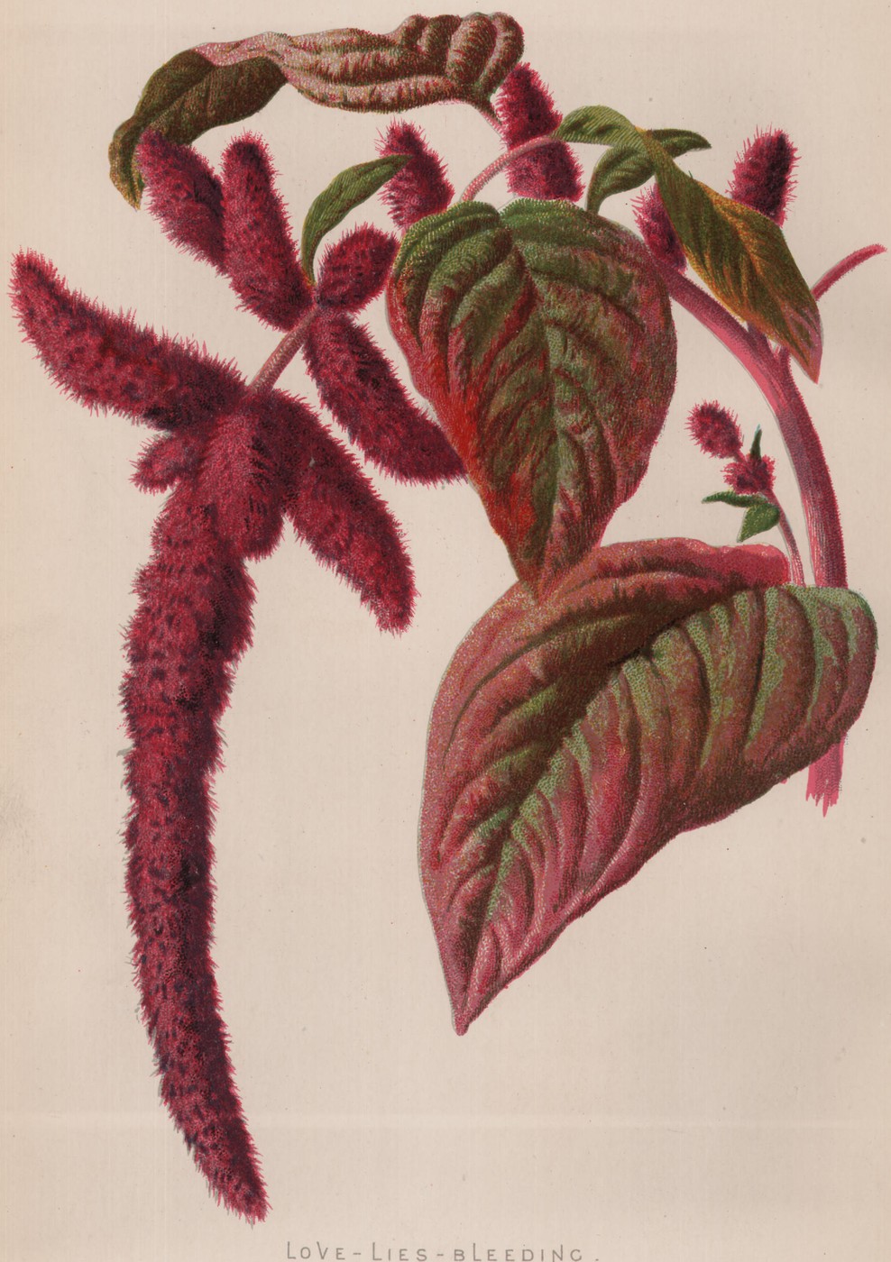 Love-Lies-Bleeding