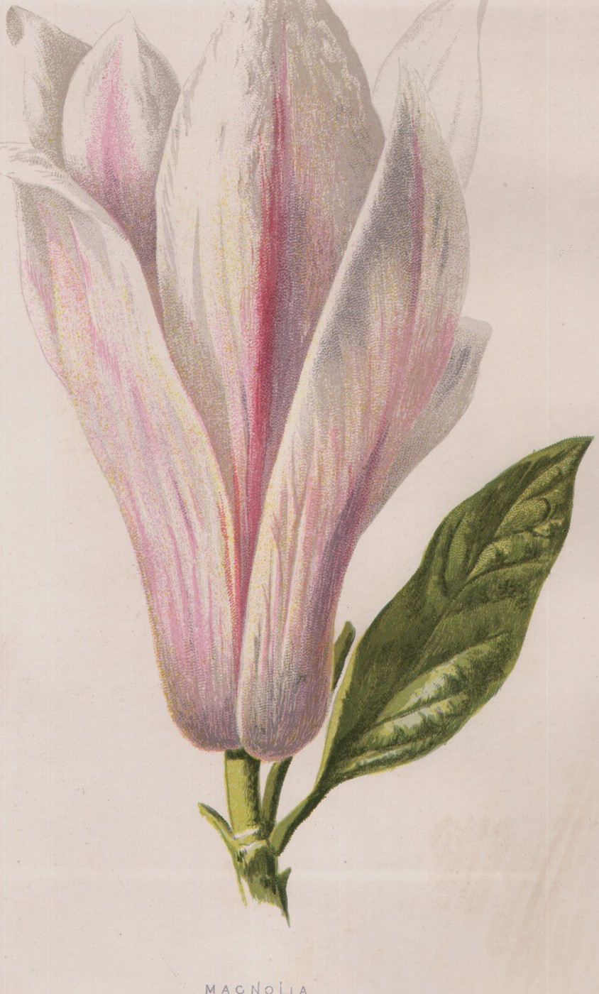 The Everlasting Flower — the plate from the book