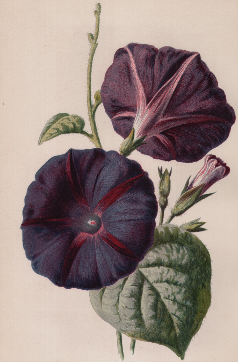 Forget-Me-Not — the plate from the book