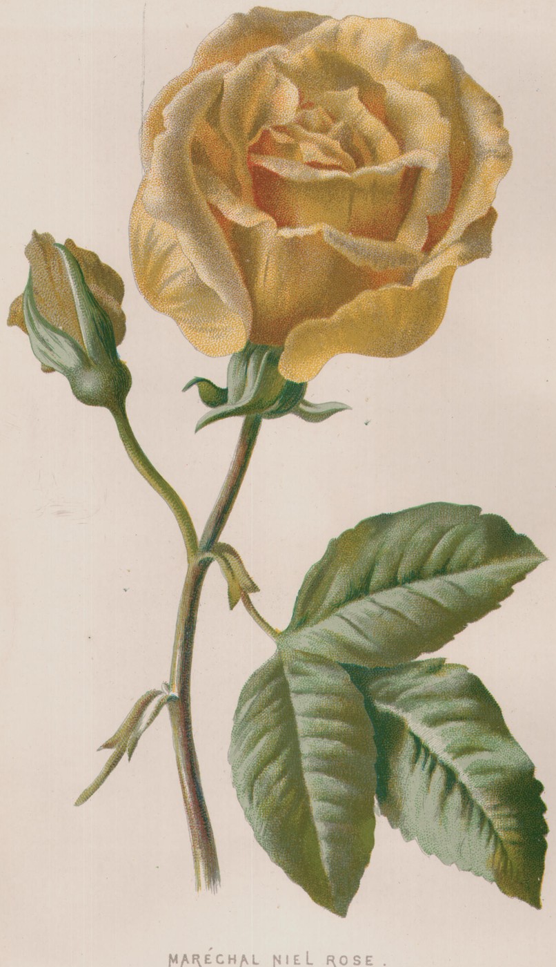Giant Balsam — the plate from the book