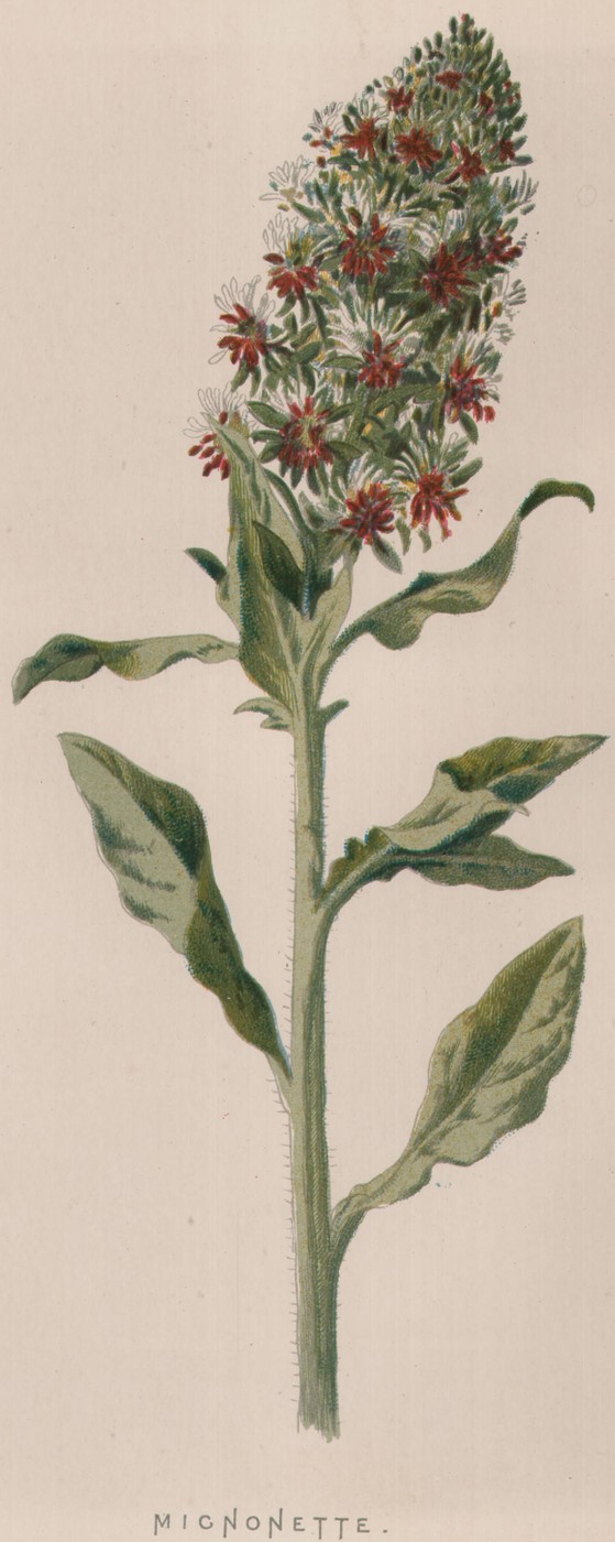 The Verbena — the plate from the book