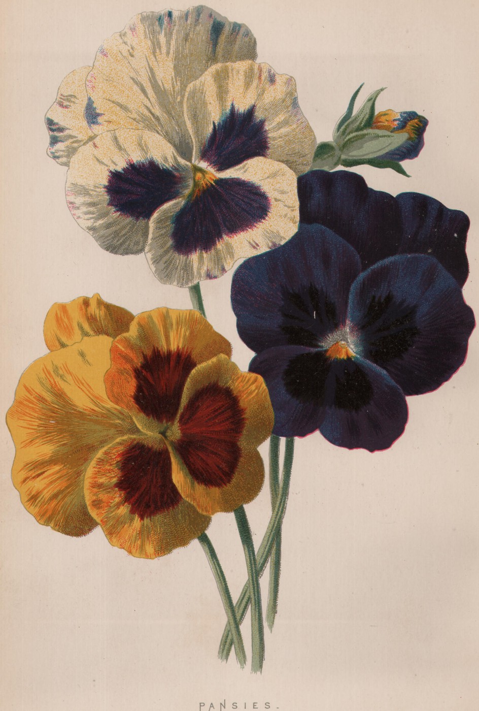 Chrysanthemum — the plate from the book