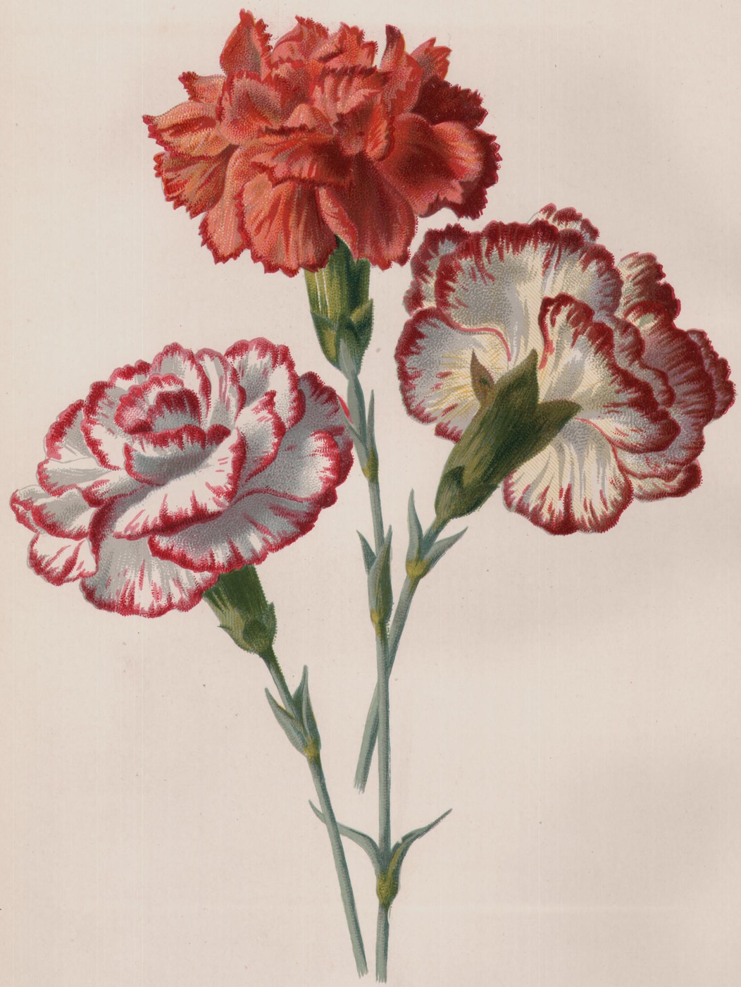 Love-Lies-Bleeding — the plate from the book