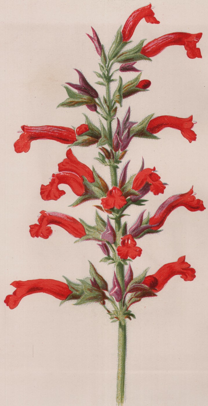 Sunflower — the plate from the book