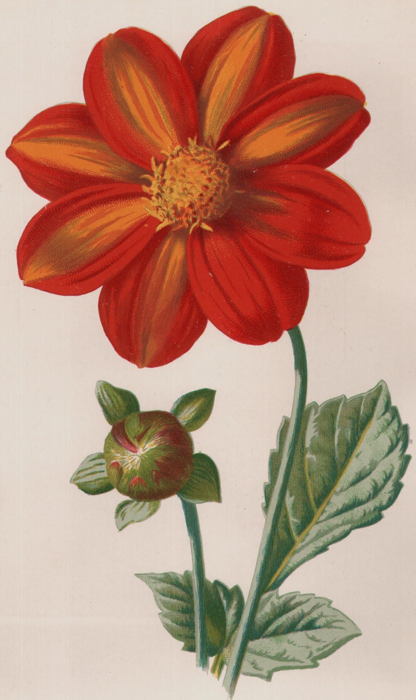 Single Dahlia