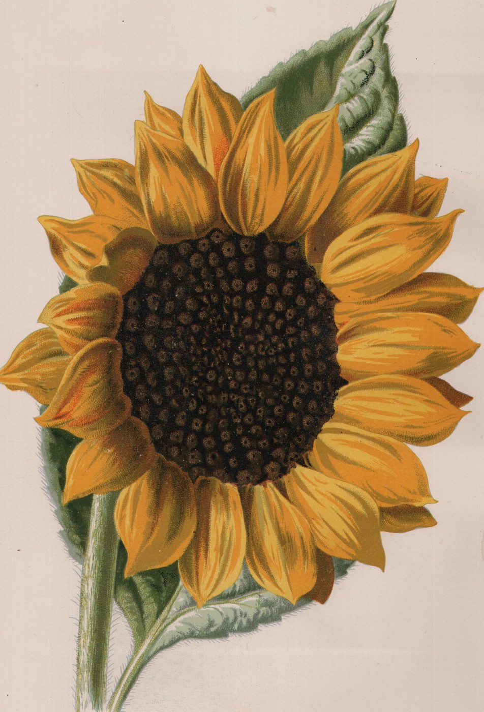Magnolia — the plate from the book
