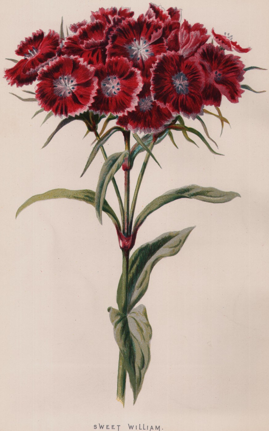 Larkspur — the plate from the book