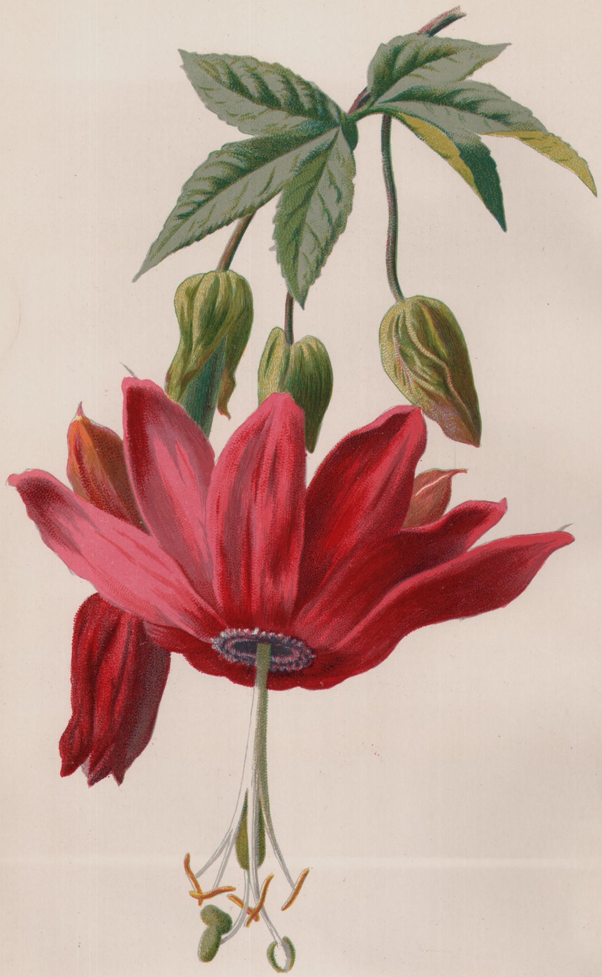The Pansy — the plate from the book