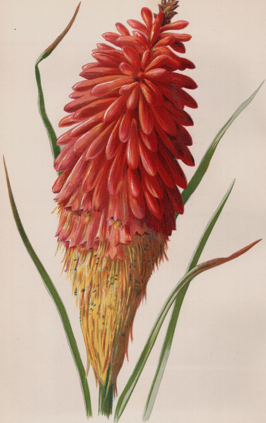 Torch Lily